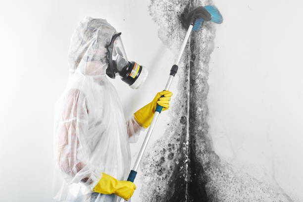Best Mold Odor Removal Services  in Durant, OK