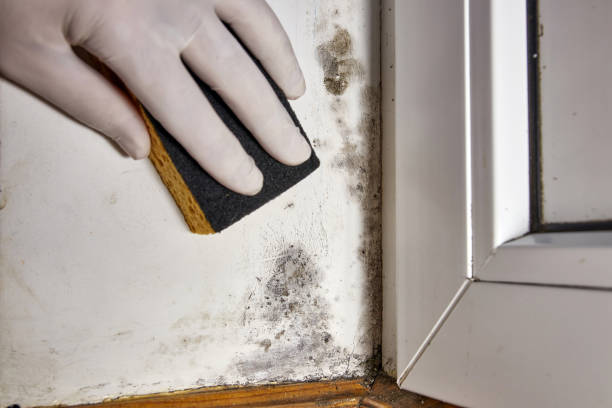 Best Mold Remediation for Healthcare Facilities  in Durant, OK