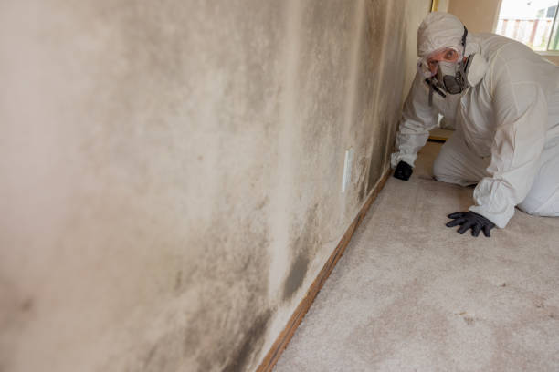 Best Mold Damage Restoration  in Durant, OK